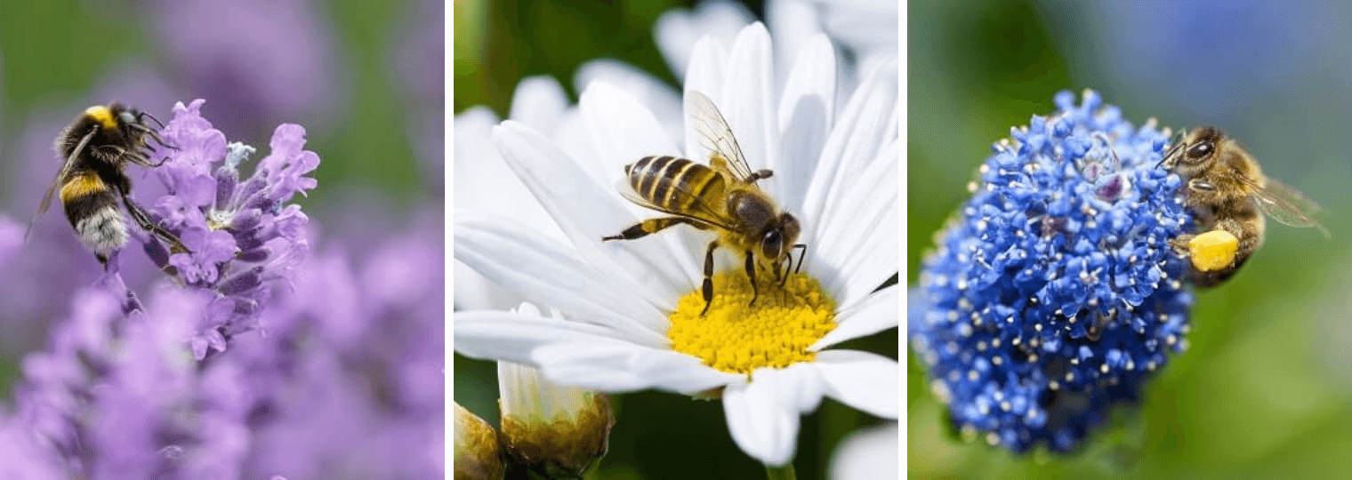 Plants that attract bees