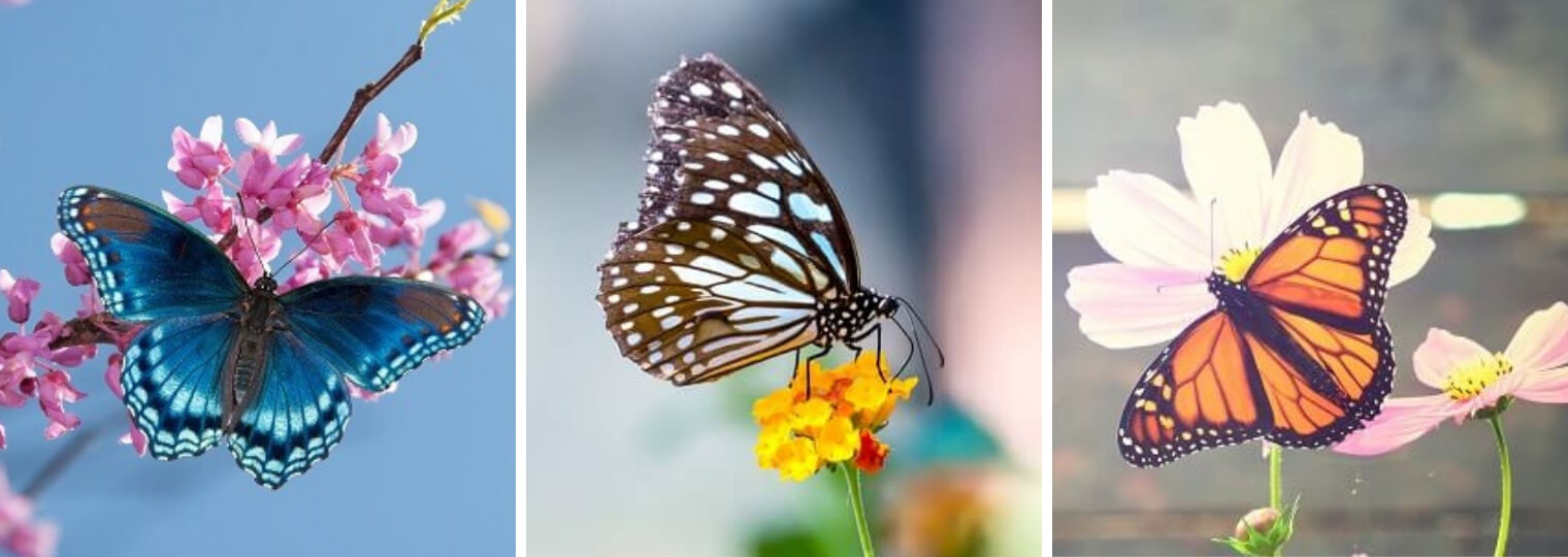 3 different types of butterflies on various flowers