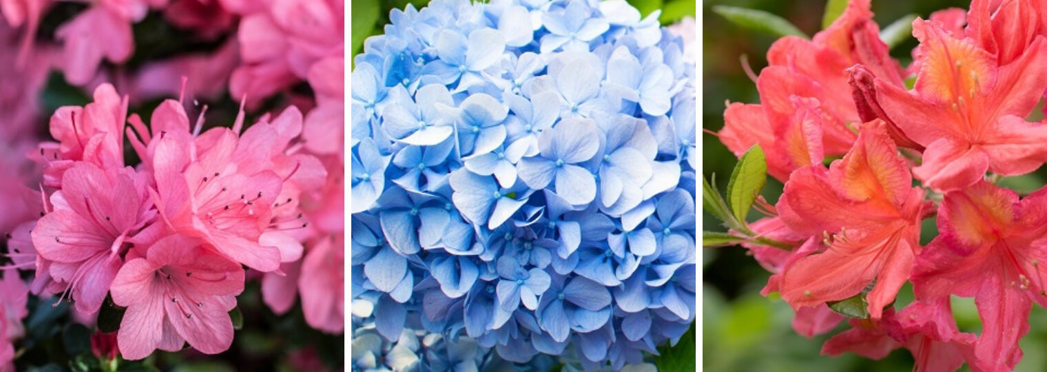 Azaleas, Hydrangeas and Rhododendrons