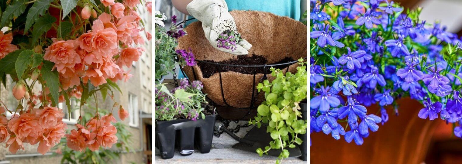 Building hanging baskets