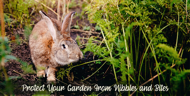Protect your garden from nibbles and bites, otherwise known as rabbits