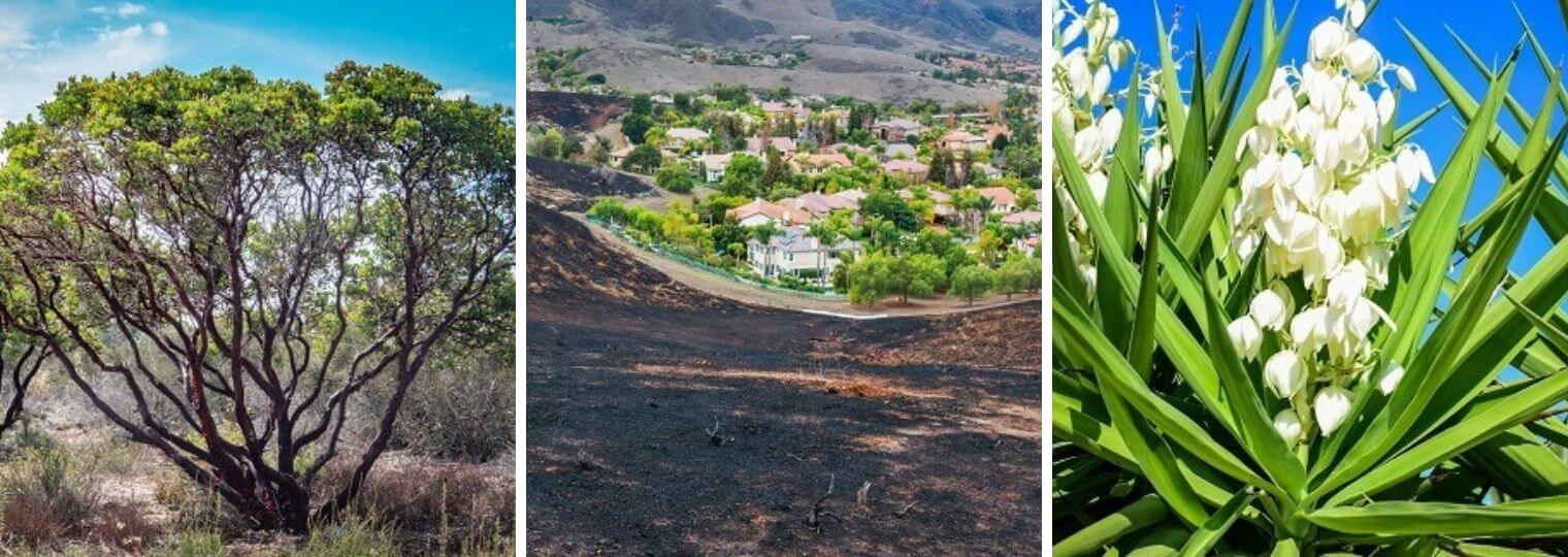 Fire damaged tree and land looking into the valley of a city, plus an image of perennial