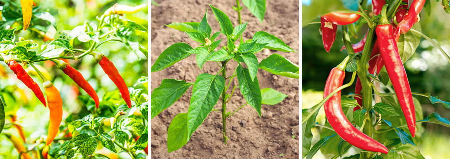 Hot pepper plants