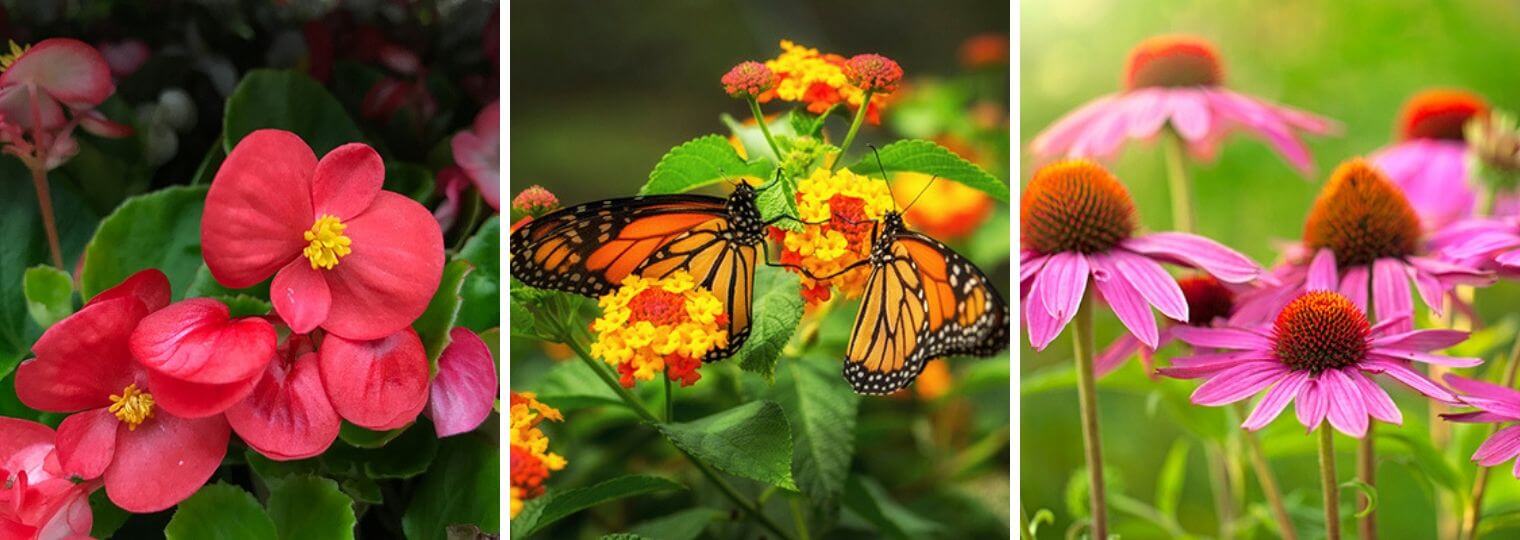 3 different types of flowers, one of which has a butterfly