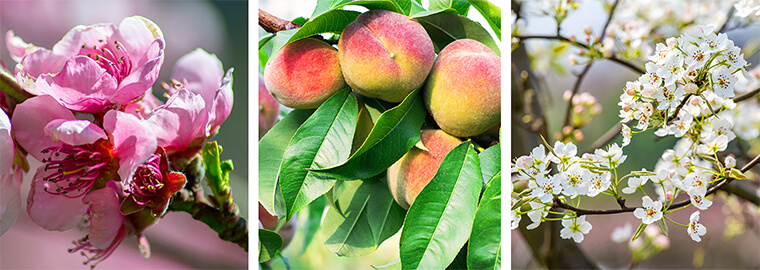 Apple, Semi Dwarf Fuji - Campbell's Nursery