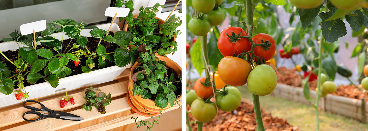 Strawberry and tomato gardens