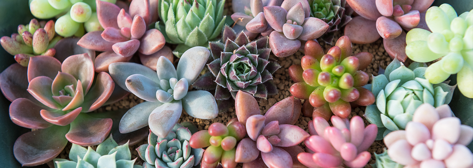 Assorted succulents