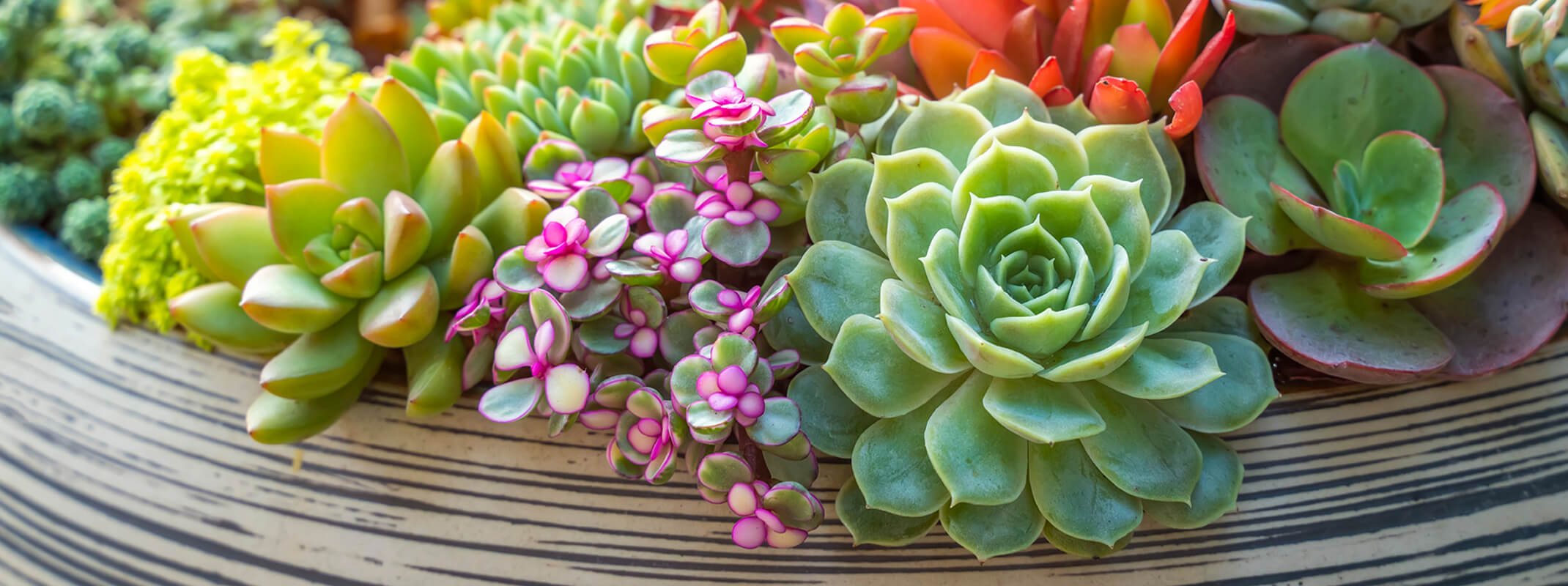 Colorful selection of succulents spilling over in a striped low  bowl