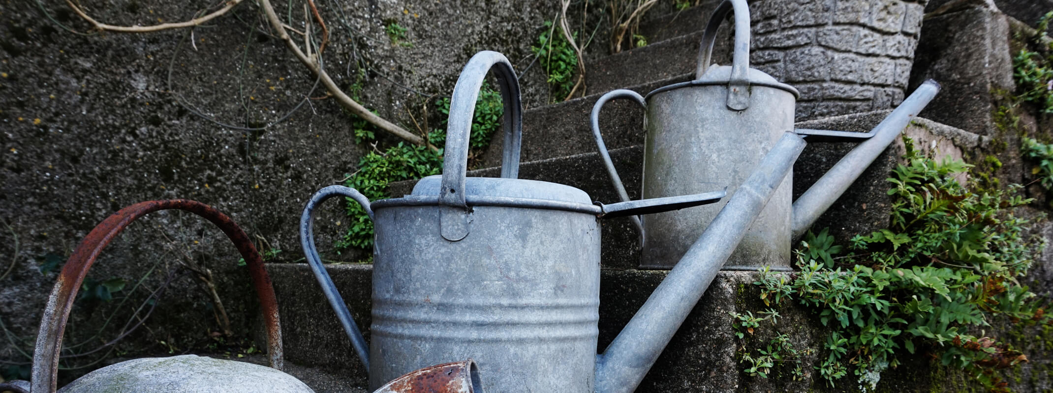 Rustic metal watering cans place on moss and ivy covered brick steps