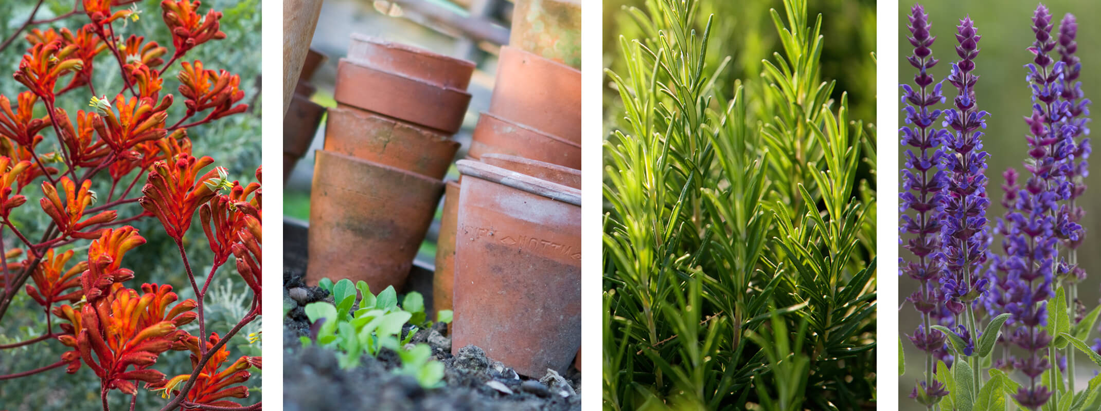 Kangaroo Paw, terracotta pots, rosemary and salvia