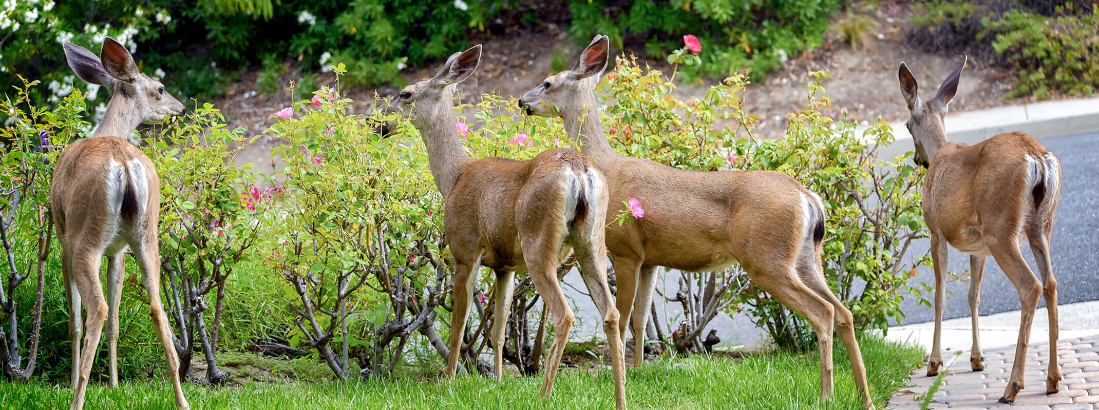 2 large deer in the front yard of someone's home