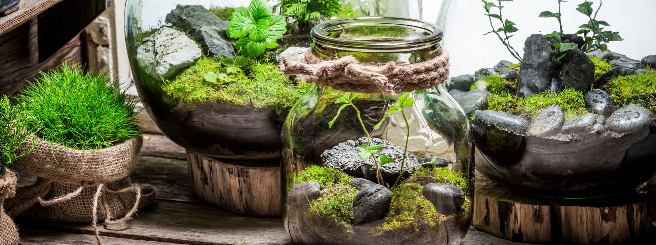 3 terrariums created by filling jars with dirt, moss, rocks and plants and placed on a wooden table next to a bag of moss 