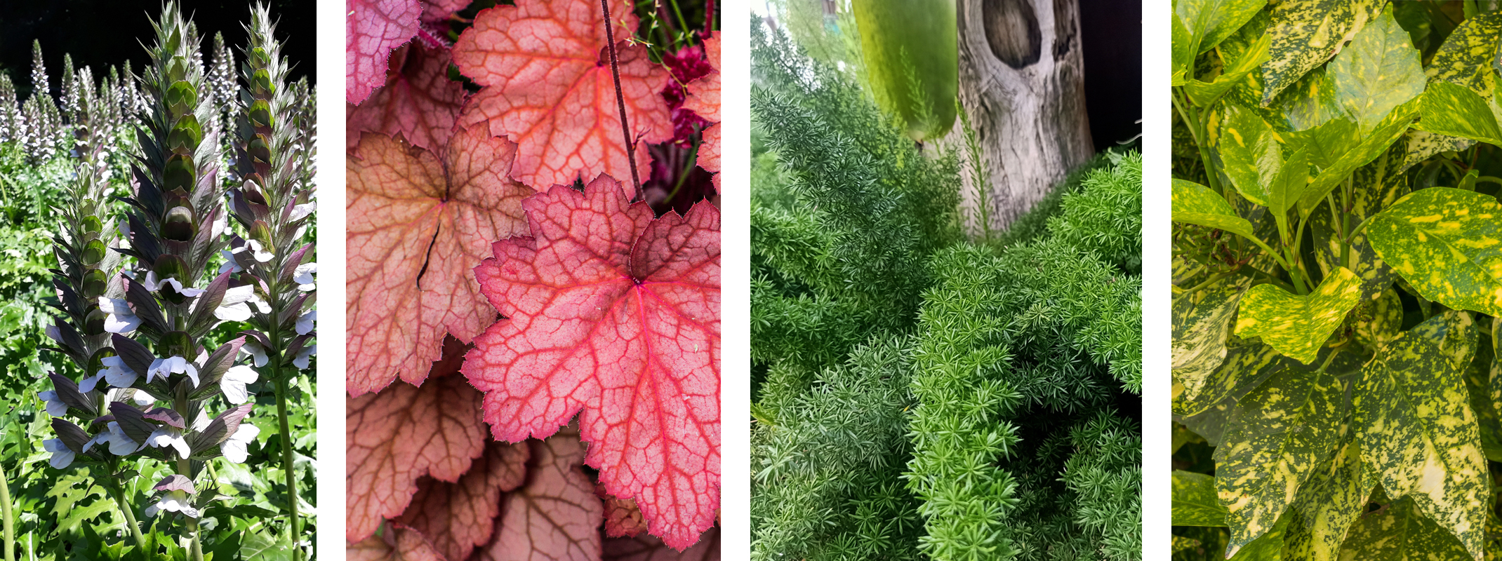 Acanthus - Bear’s Breeches, Heuchera, Asparagus Fern and Aucuba