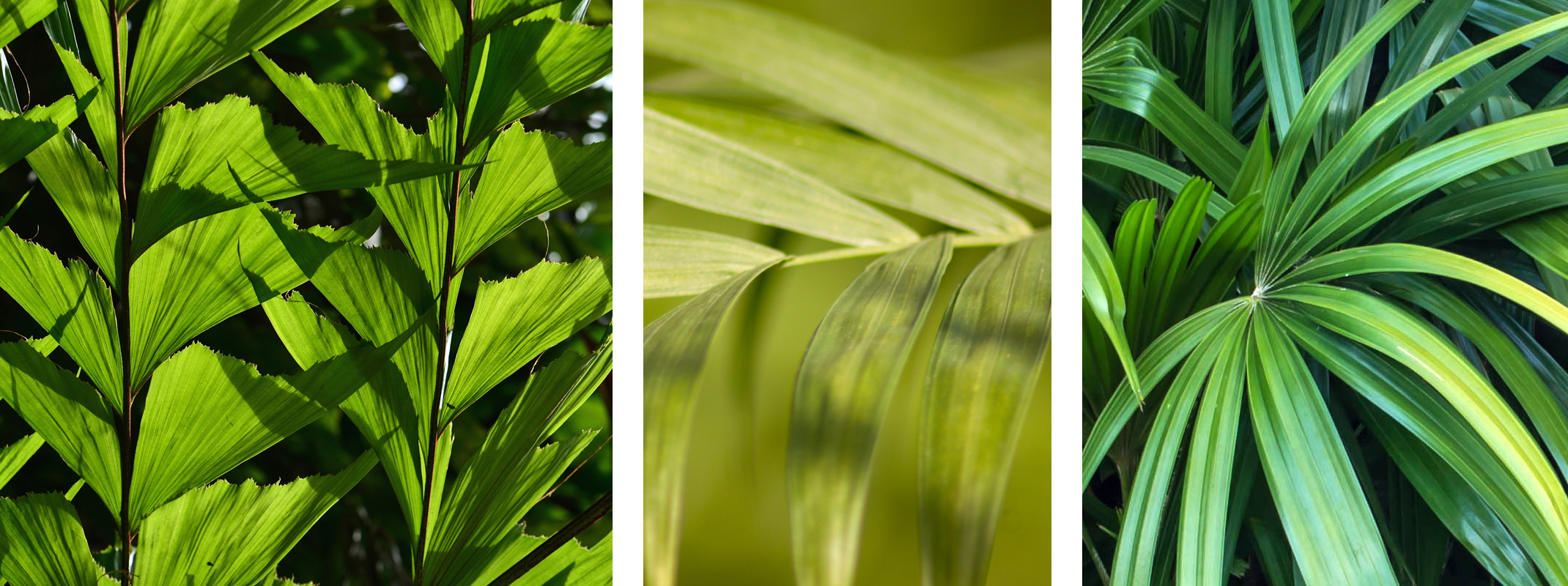 Fishtail Palm, Rhapis Palm and Kentia Palm