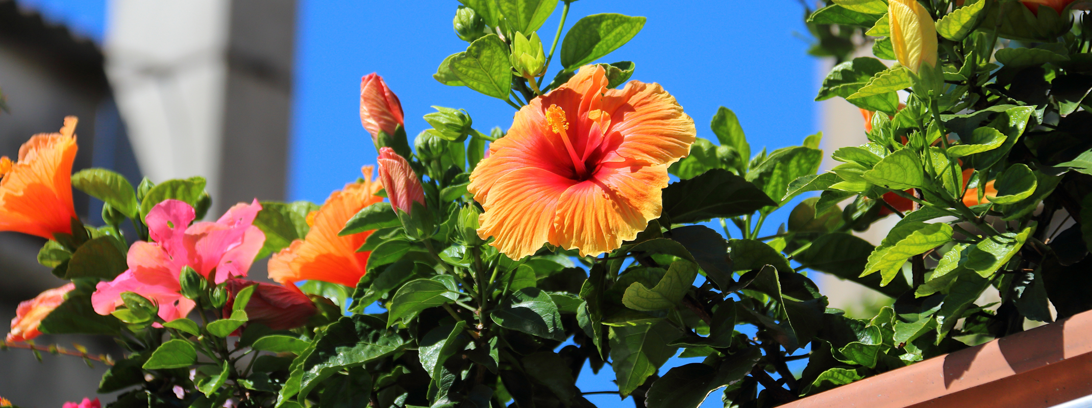 Looking up at tropical colored Hibiscus flowers (orange, red and yellow) in a planter on a balcony