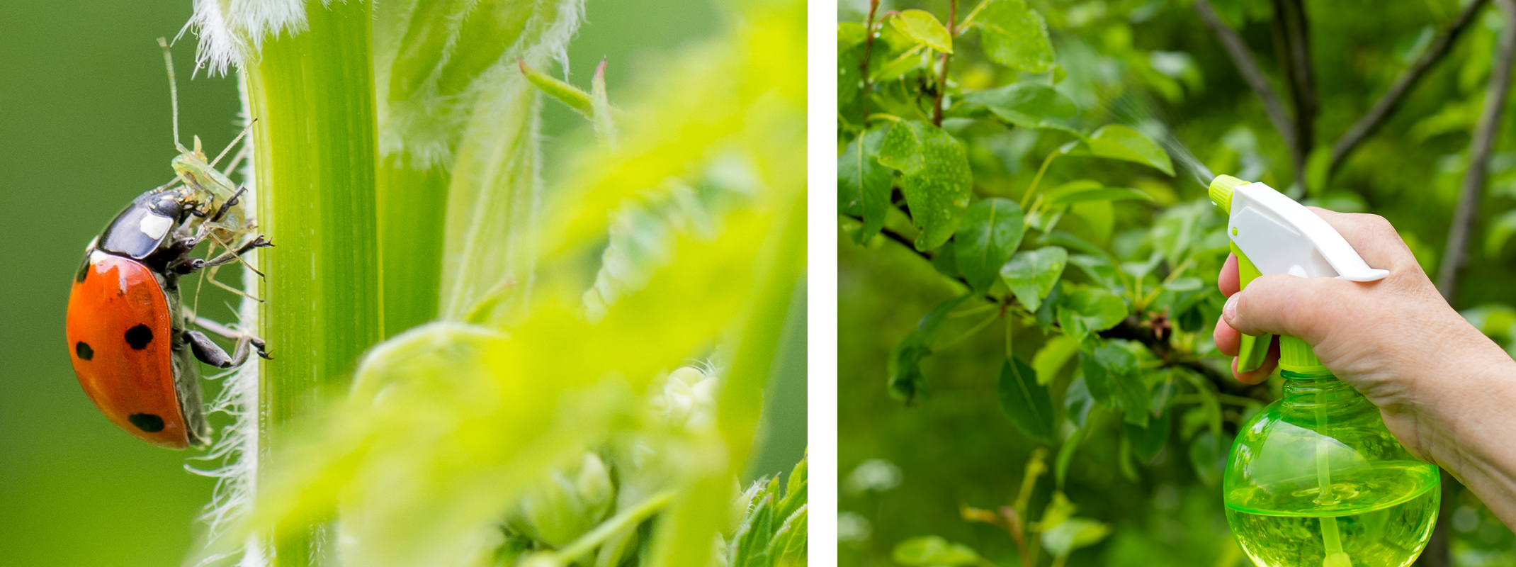 Ladybug crawling up a stem eating an aphid and a second image of a woman with a spray bottle spritzing the green leaves on branches of a tree