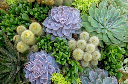 Succulent arrangement closeup