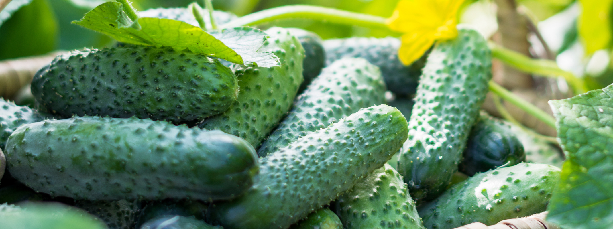 Basket full of cucumbers fresh from the surrounding vine