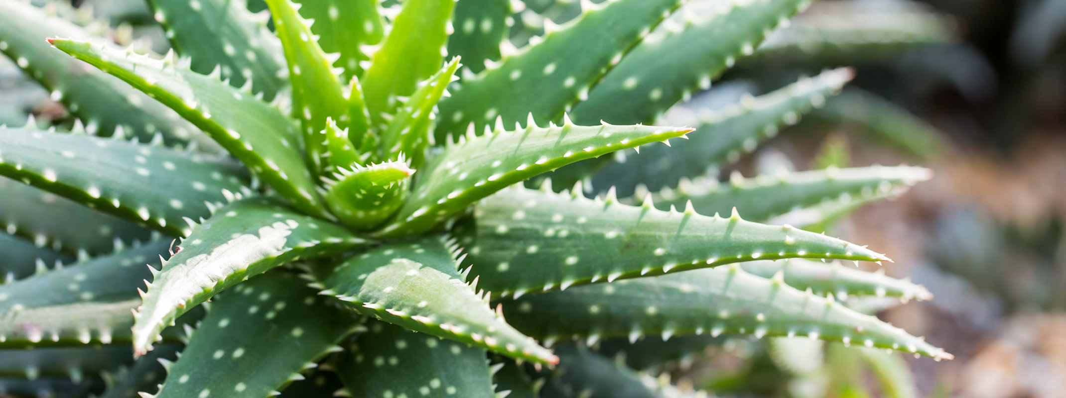 Aloe vera plant