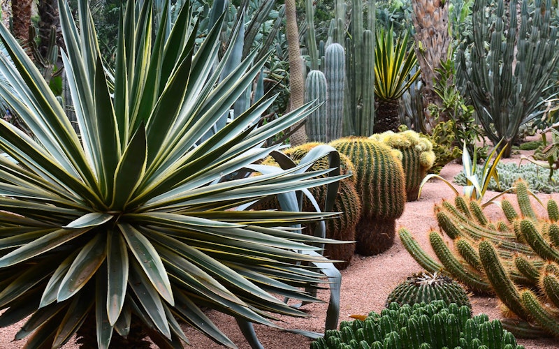 Desert plants