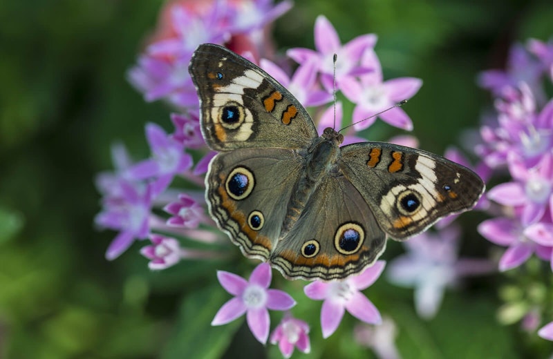 Butterfly on flower