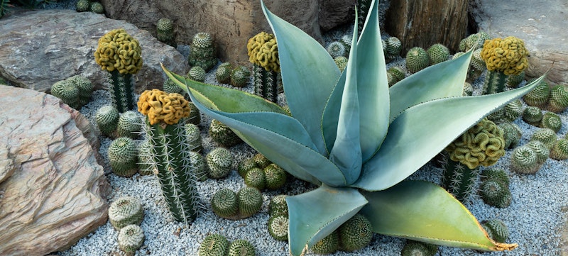 Organic cactus outdoors