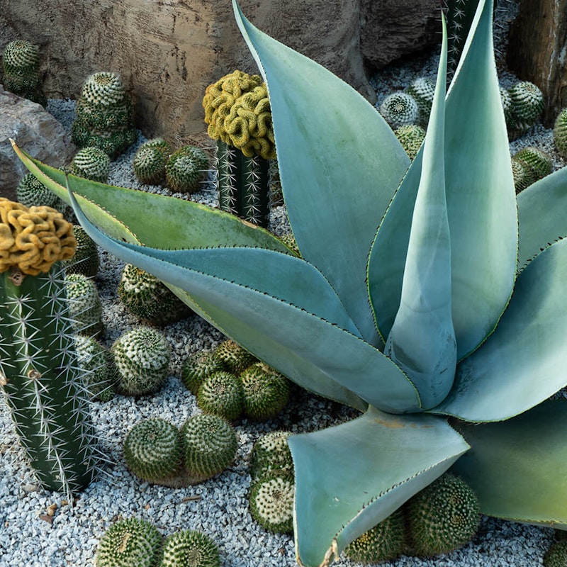 Organic cactus outdoors