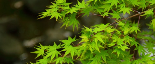 japanese maple tree 