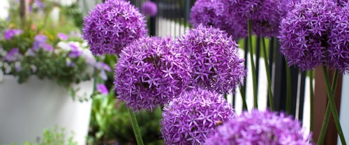 Allium perennials in foreground with assorted potted perennials in the background
