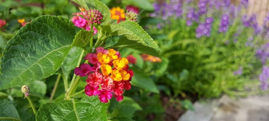 Flowering leaves