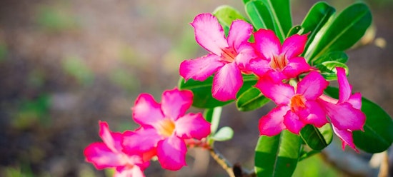 Pink flowers