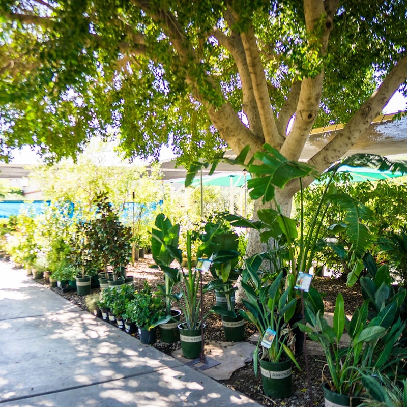 Mesa Store Arizona SummerWinds Nursery