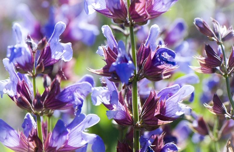 Purple flowers