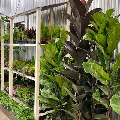 Plants on shelves