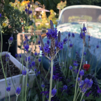 Blooming purple flowers
