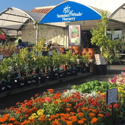 Potted flowers and plants