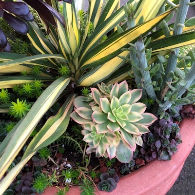 Potted succulents