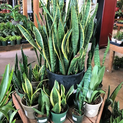 Potted snake plants