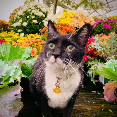 Black and white cat