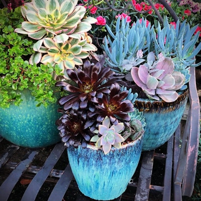 Potted succulents