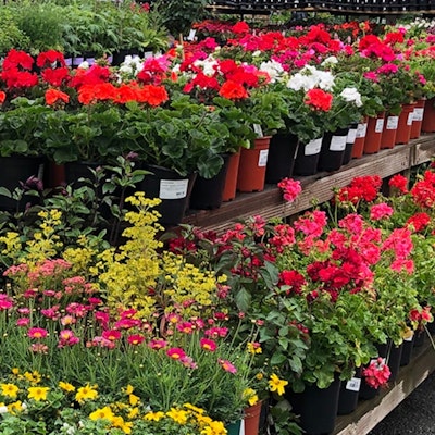 Potted flowers on shelves