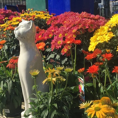 Cat statue amongst potted flowers