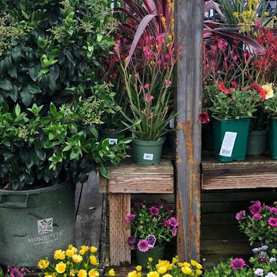 Potted plants and flowers on shelves