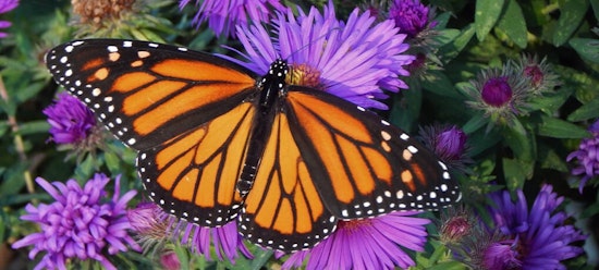 Butterfly on flower