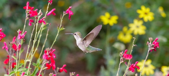 Hummingbird in flowers