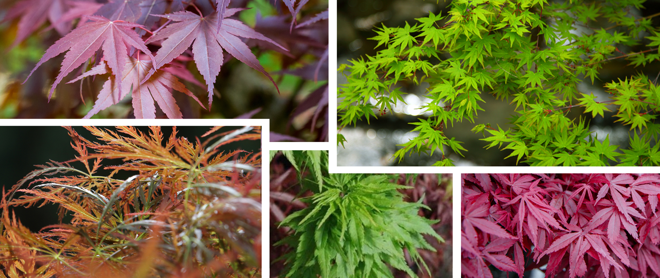 Japanese Maple Varieties