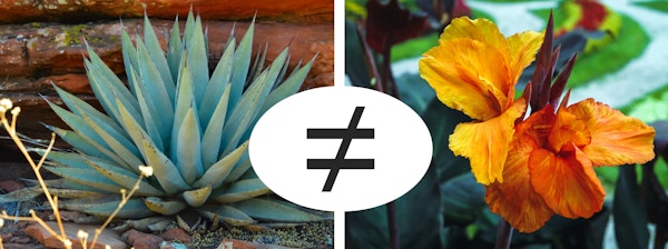 Agave & Canna Plants