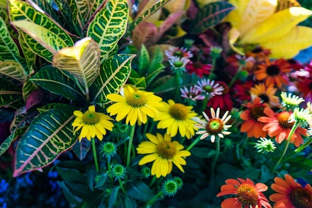 Crotons and coneflowers in a variety of colors