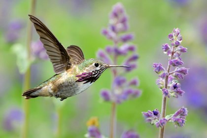 hummingbird flying toward lavender blooms
