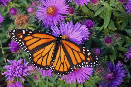 Montarch butterfly with purple aster flowers